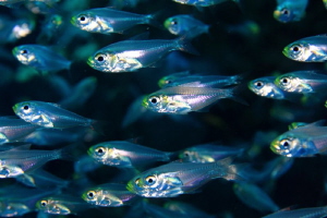 Glassfish by Veronika Matějková 
